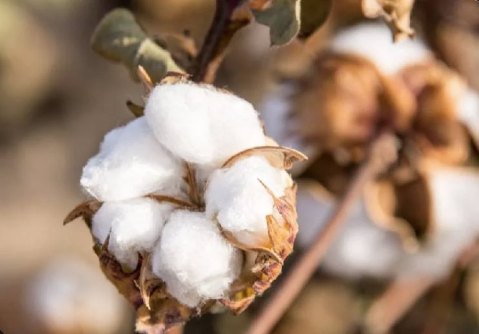 Centre extends cotton import duty exemption