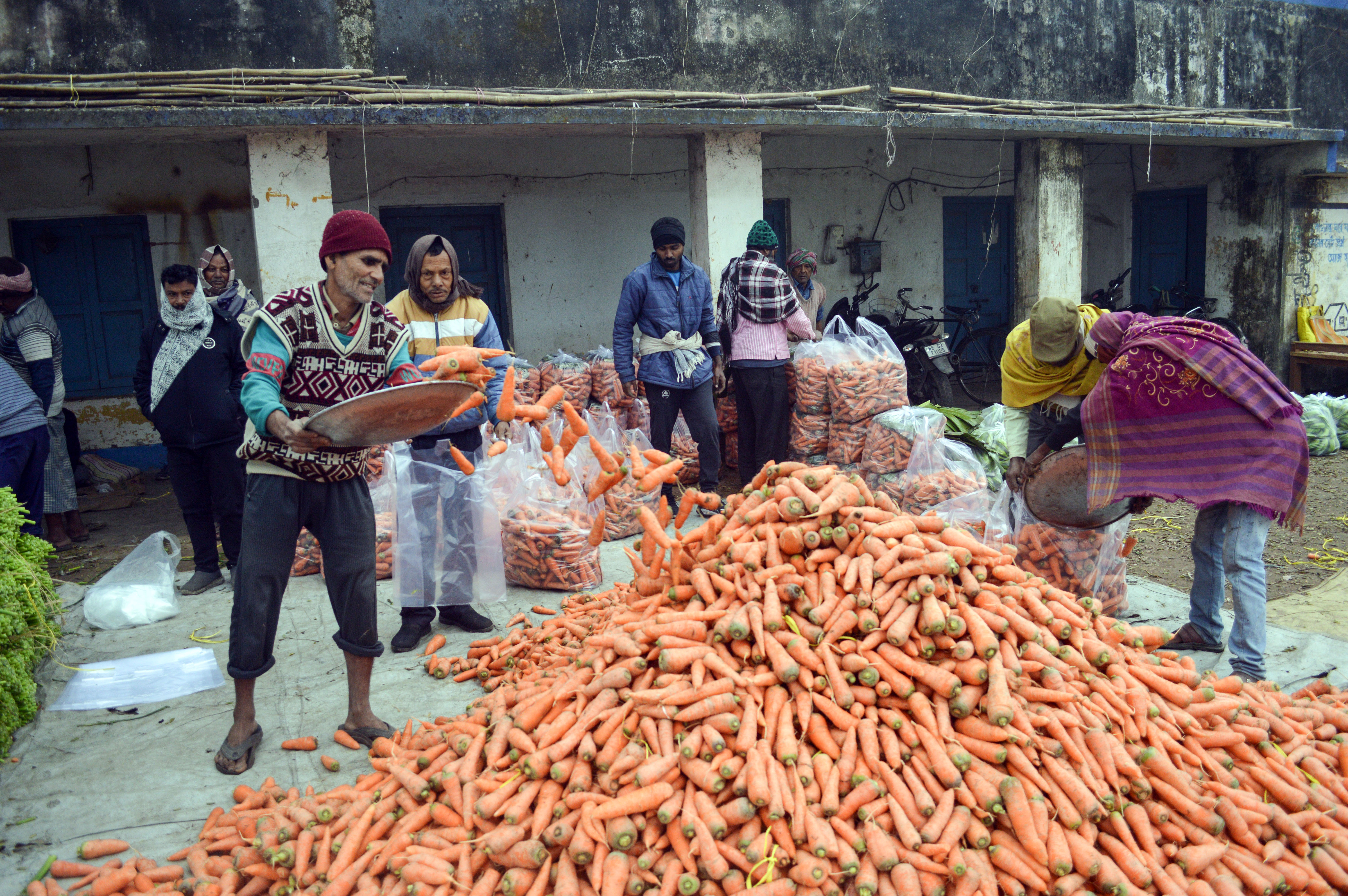 Carrot prices crash as supplies pile up