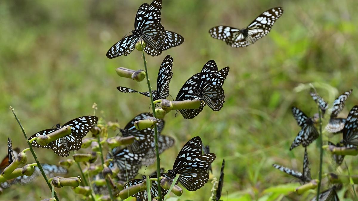 Blue Tiger butterfly spotted in village