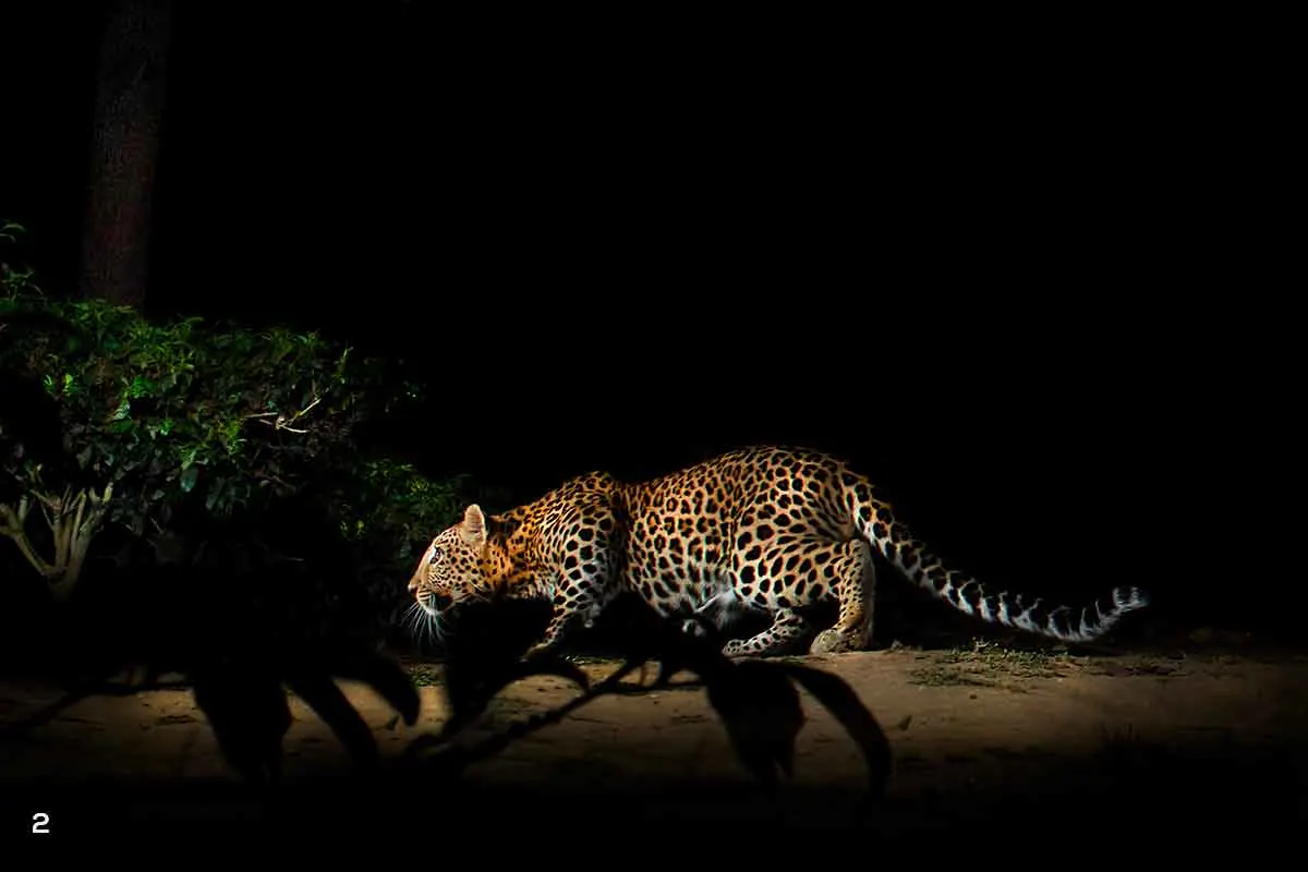 Leopard videos spark fear among residents