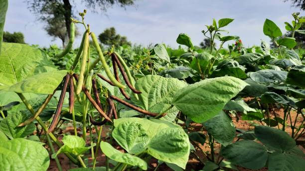 100% subsidy for black gram cultivation