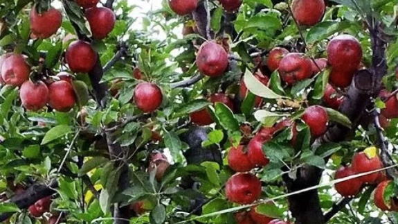 ஒரு கிலோ ஆப்பிள் ரூ.150க்கு விற்பனை: திடீர் விலை குறைவுக்கு காரணம் என்ன?