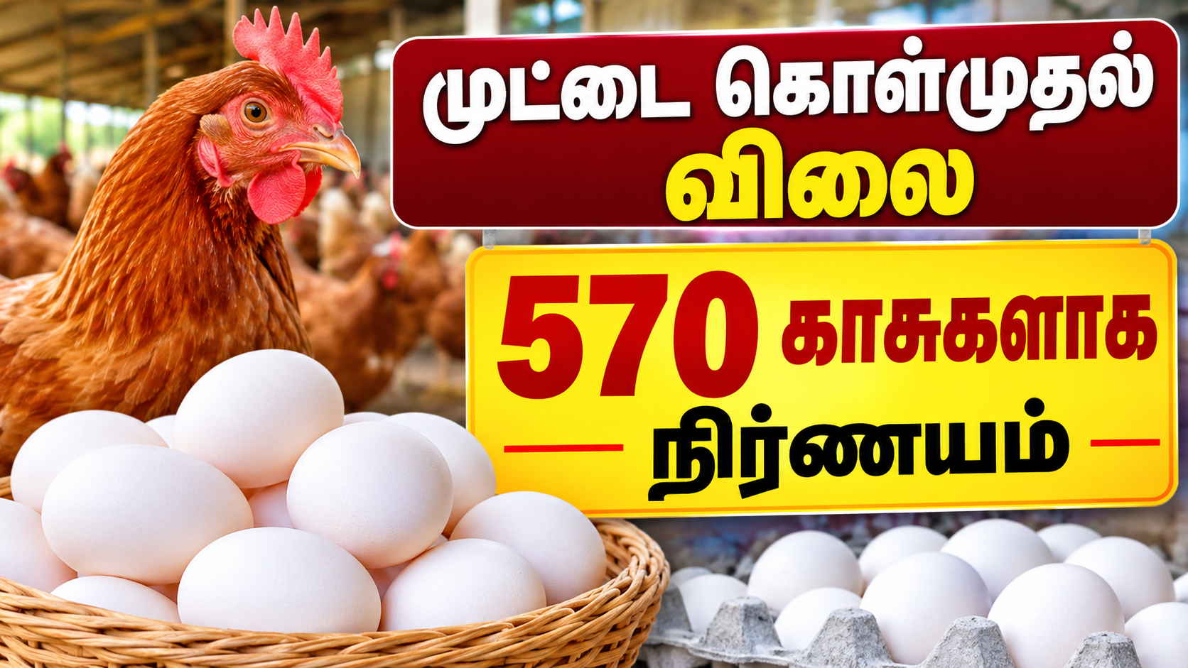 முட்டை கொள்முதல் விலை 570 காசுகளாக நிர்ணயம்