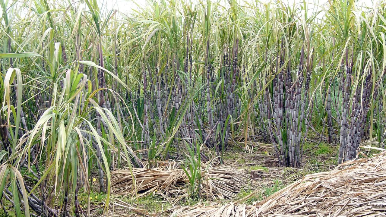 கரும்புக்கான ஆதார விலை உயர்வு.. தமிழக விவசாயிகளுக்கு கிடைக்காதா? என்ன காரணம்?