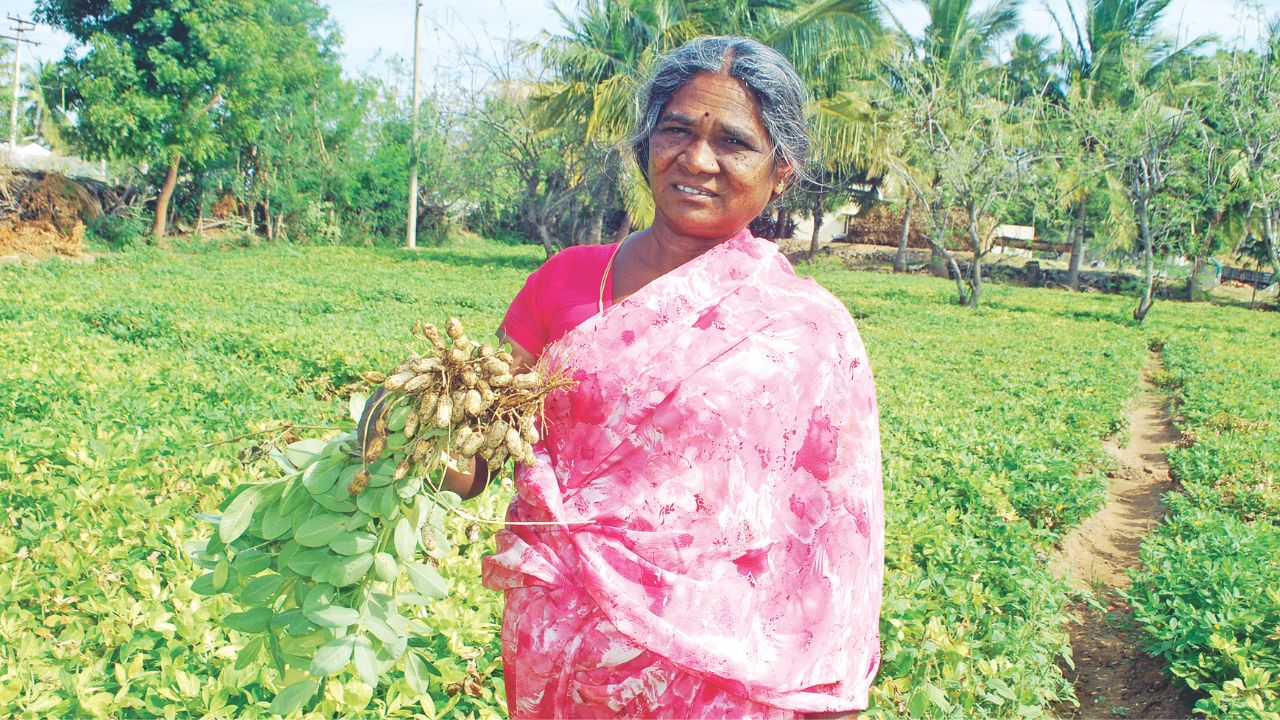 2 ஏக்கரில் கடலை: 3 மாதத்தில் சுளையாக ரூ.80 ஆயிரம் வருமானம்!