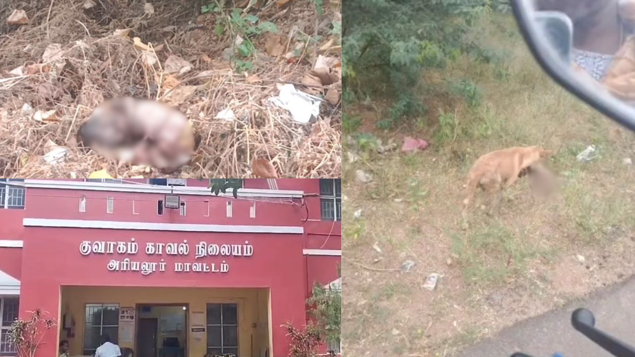 இரக்கமில்லாத பெற்றோர்.. குப்பையில் வீசிய குழந்தையை கவ்விச் சென்ற நாய்! 
