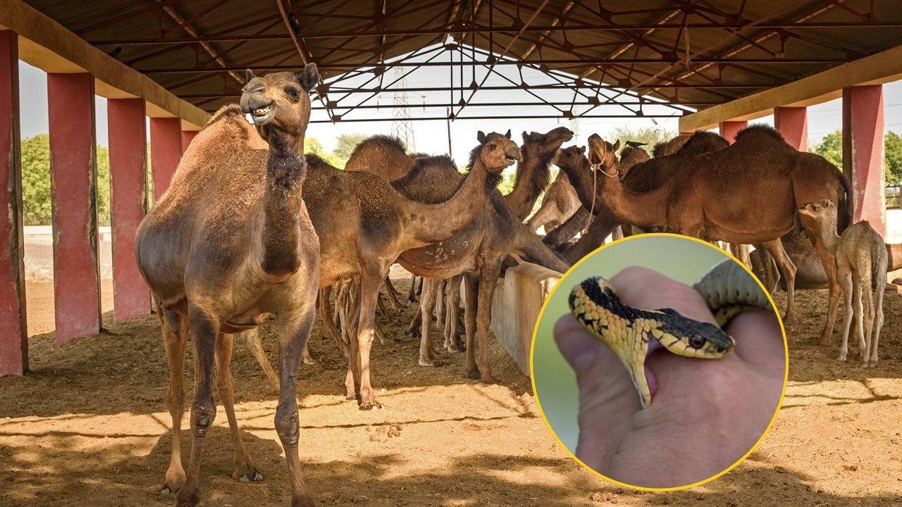 ஒட்டகத்தின் ஒரு துளி கண்ணீருக்கு இவ்வளவு சக்தியா?