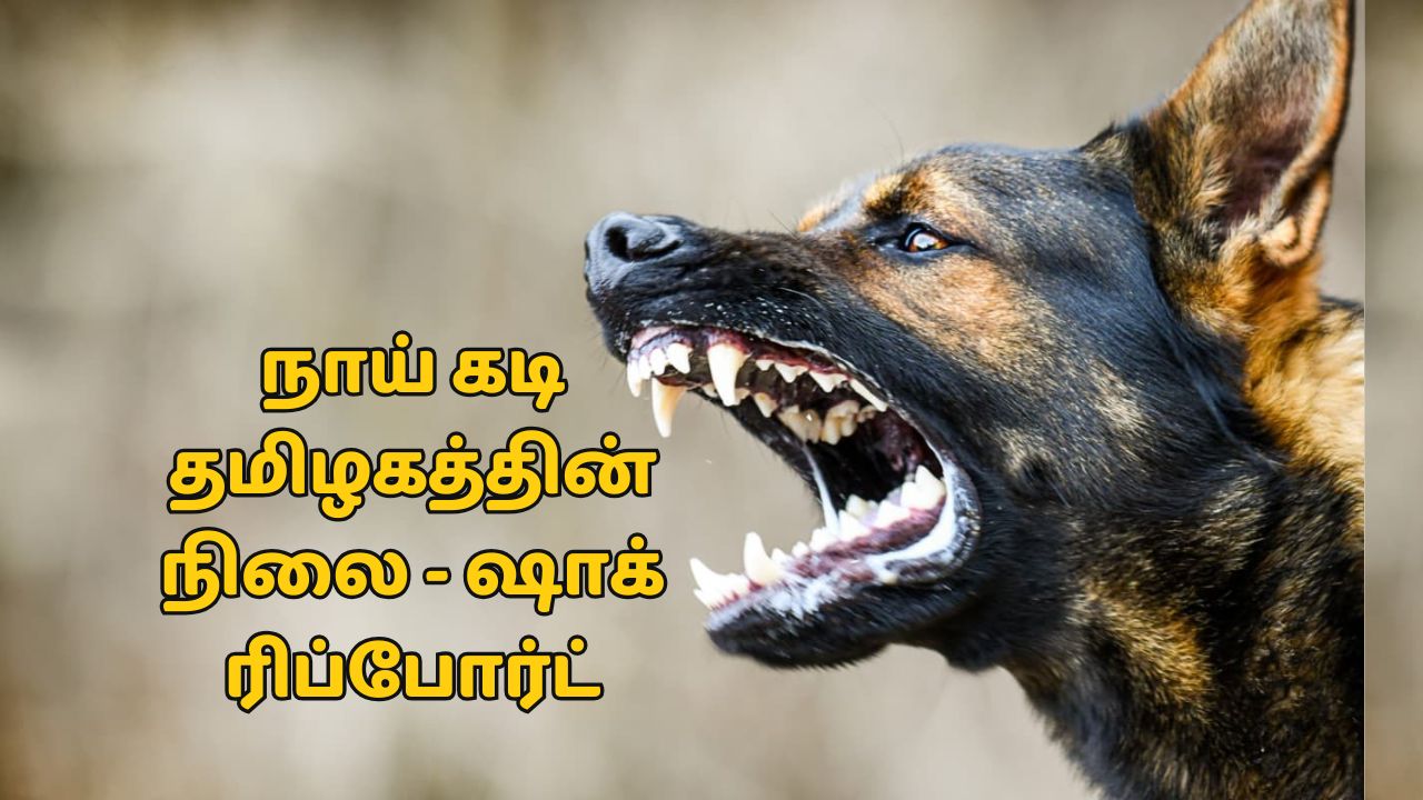 தினசரி 10,000 பேர்.. தமிழ்நாடு இரண்டாவது இடம்: நாய்கடி தொடர்பான ஷாக் ரிப்போர்ட்!